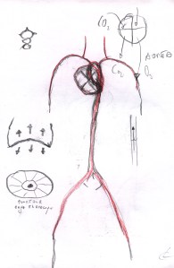 aorta